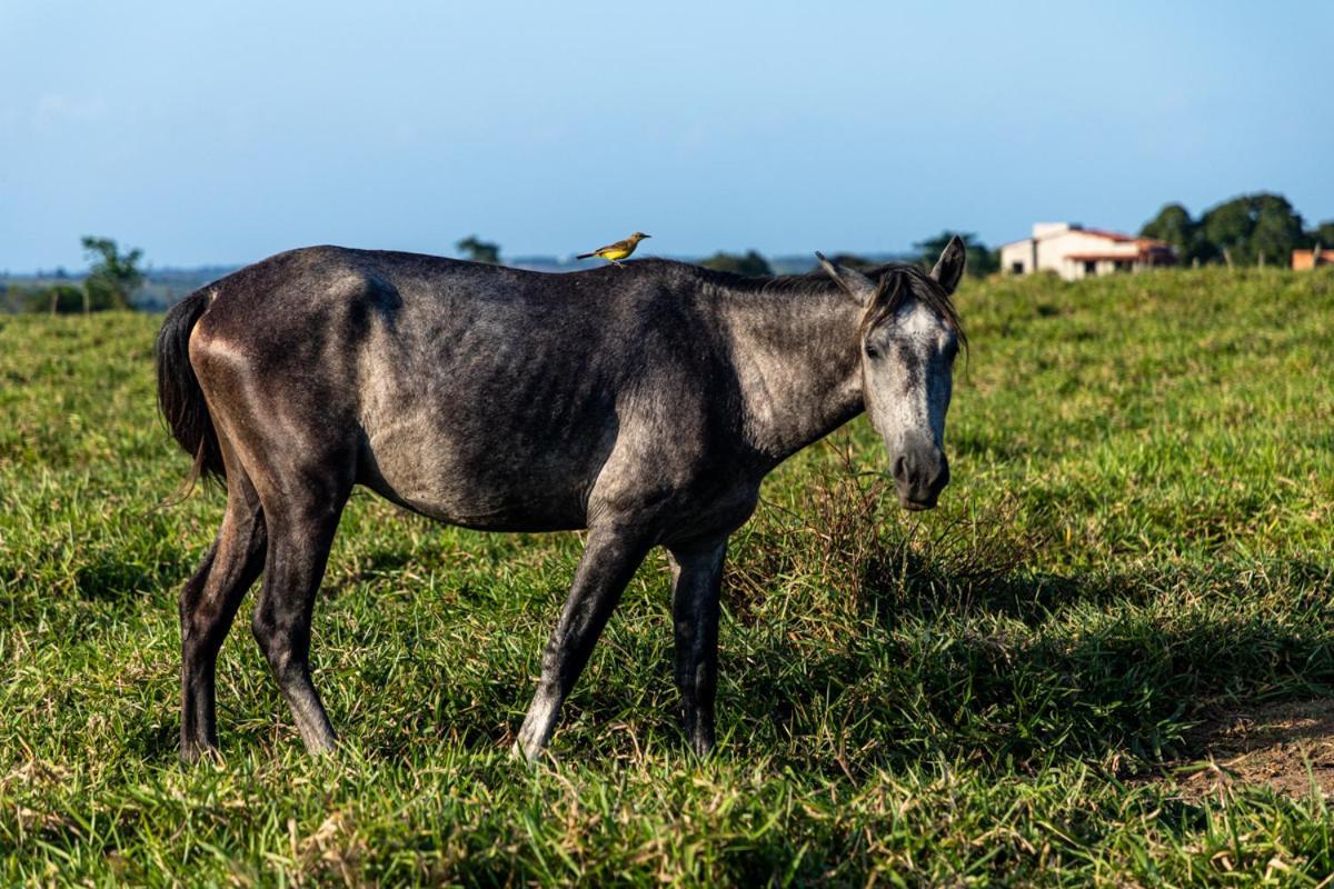 Fazenda Hotel Candeal Conceicao de Jacuipe Екстер'єр фото