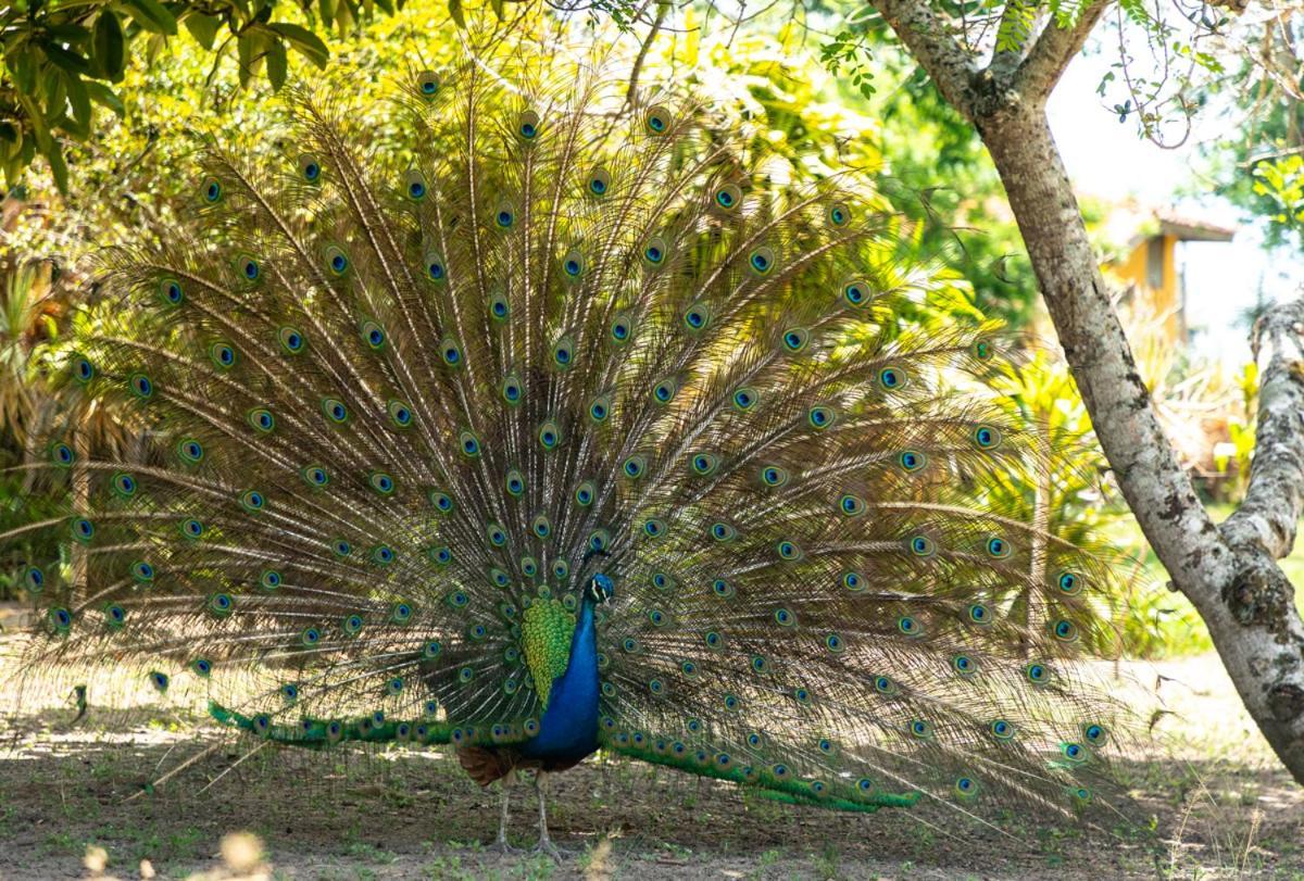 Fazenda Hotel Candeal Conceicao de Jacuipe Екстер'єр фото